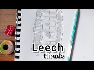 Hirudo Drawing | How to draw leech diagram of leech Zoology practical drawing step by step easy
