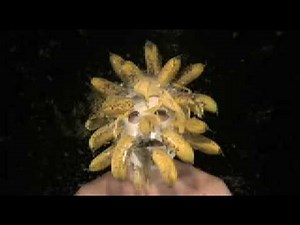 Bananas Exploding on Face