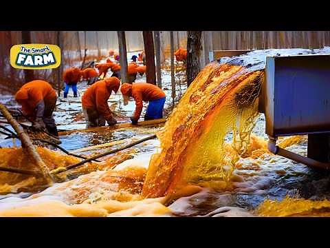 INCREDIBLE Maple Syrup Technology: This is How Maple Syrup is Made!