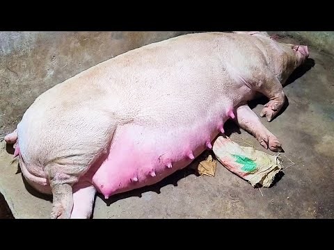 The Life Cycle of Pigs: Mating, Pregnancy, and Maturation