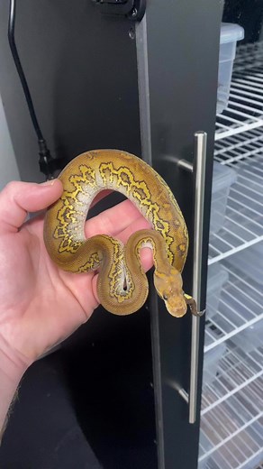 2K views · 65 reactions | 2023 production | Ball Pythons 101 | Facebook