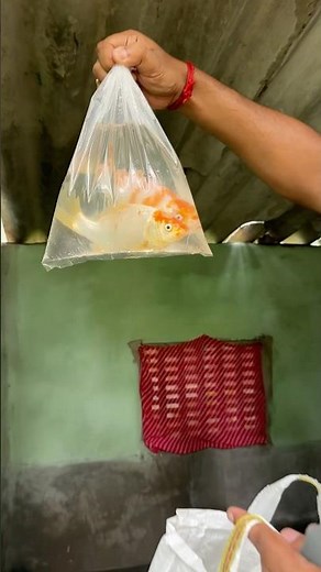 Colouring Fish 🐠 🐠