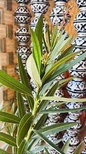 2.6K views · 63 reactions | #milliy_kontent#milliy_liboslar_kuni Milliy liboslar – xalqimizning boy tarixi, urf-odat va an’analarini o‘zida mujassam etgan bebaho merosdir.Shu bois, milliy qadriyatlarimizni sayyohlar orasida keng targ‘ib qilish maqsadida viloyatdagi joylashtirish vositalari hamda umumiy ovqatlantirish shoxobchalarida ham “Milliy liboslar kuni” yuqori saviyada tashkil etilib kelinmoqda. | ÖzbekistanHaber | Facebook