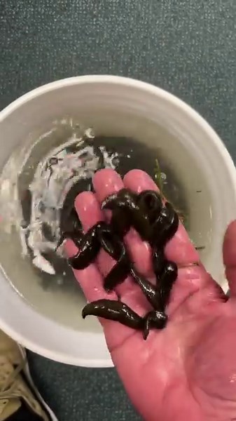 2.1K views · 58 reactions | “I don’t always fish with things that suck…but when I do, I prefer leeches. Stay fishing my friends.” I could probably sell these as larges but there are some small ones in the mix so we’ll call them mediums for now. Dozen: $3.85 1/2 lb: $25 Pound: $49 | D&S Bait,Tackle & Fly Shop | Facebook