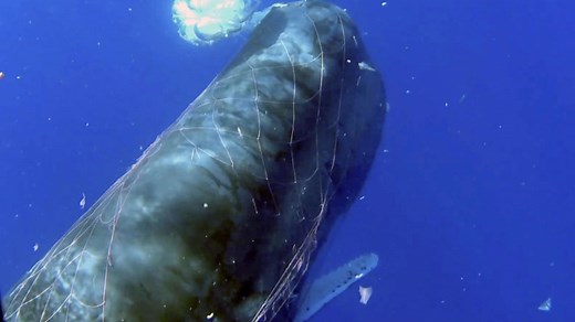 Italian coast guard works to free sperm whale trapped in fishing net