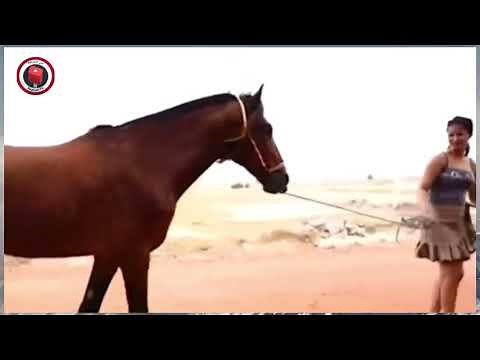 Horse S.e.x with Beautiful Girl !