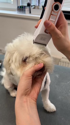 Transforming a Shih Tzu's Appearance Through Grooming