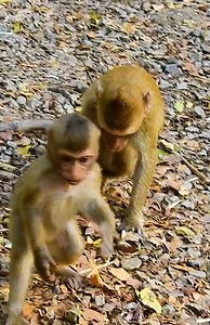 3.5K views · 76 reactions | Monkey Free on Reels | Facebook