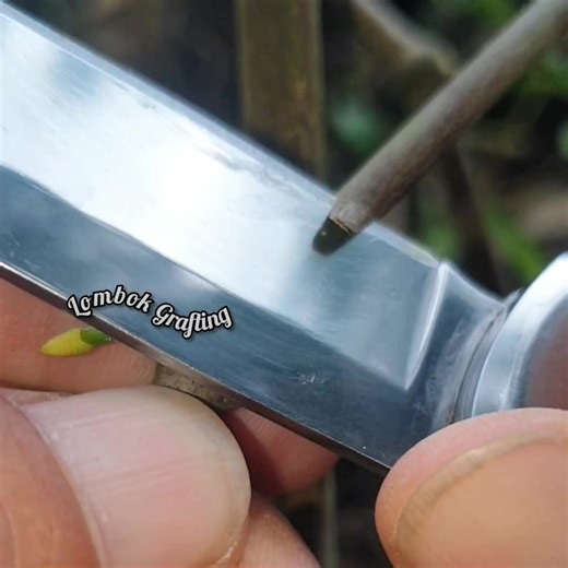 Graft example #grafting | Lombok Grafting