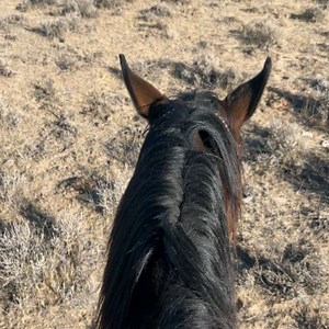 The Dude Ranchers' Association on Reels