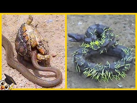 10 Times Snakes Got the Wrong Opponent