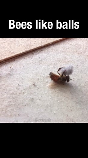 Fun Facts About Bees: True Stories of Bee Intelligence