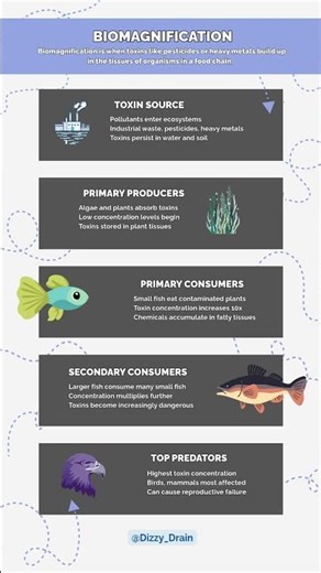 Biomagnification | Food chain of toxin consumers | Education learning