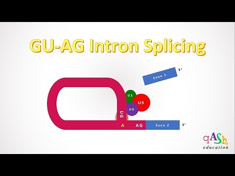 GU AG Intron Splicing/ Intron Removal/ MolecularBiology/ Transcription/ Spliceosome/ Biotechnology