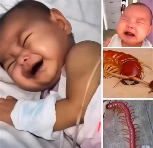 Never EVER kill a house centipede again😱 I had no idea….Read more | Dominican Sisters of Blessed Imelda