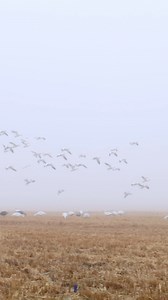 2.9K views · 517 reactions | Thru the fog! - #snowgeese #goosehunting #canada #waterfowlhunting #reels #outdoors #waterfowler #snowgoosehunting #snowgoosesunday | Northern Skies Outfitters | Facebook