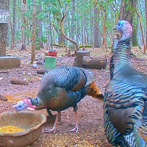 Turkeys feeding together in a forest #naturelife #motherbird #wildlife #birdlovers #birdnest #babybird #birdsounds #nature #birdsofinstagram #littlebird #bird #birdlife #babybird #naturelover #birdwatching #lifewithbird #reviewbirdnest #lifewithbirds | Hridoy Hello Deshbashi | Facebook