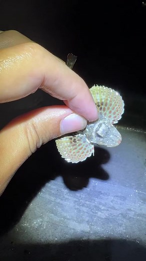 6.3K views · 73 reactions | A fish with fingers! #aquarium #fish #fishtank #ocean #nature #reeftank #coral #cichlids #freshwater #reef #beautiful #aquariums #saltwateraquarium #jellyfish #sea #saltwater #coralreef #lakemalawi #aquascape | Jerry Goff | Facebook