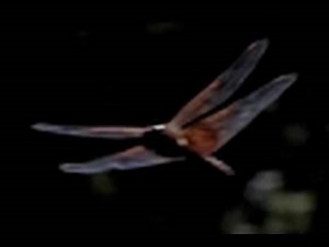 DRAGONFLY HUNTING Slow Motion 300 fps Casio Exilim EX-F1