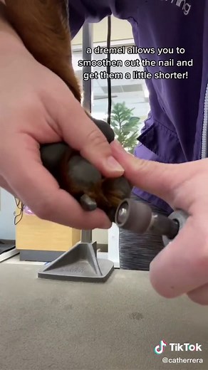 Here’s how you can trim your dog’s nails! #fyp #howto #nails #doggrooming #doggroomer #catthedoggroomer #dognails #dognailtrim #doglife #foryou