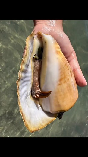 A gorgeous Milk Conch with the green probiscus and eye stalks. So cute!! 💚 - - #shellingmomma #milkconch #probiscus #shell #eyestalk #green #trueconch #conchshell #shells #conch #conchas #lasconchas #conchiglie #floridakeys #flkeys #thekeys #conchology #malacology #alive #catchandrelease #snorkel | Shelling Momma