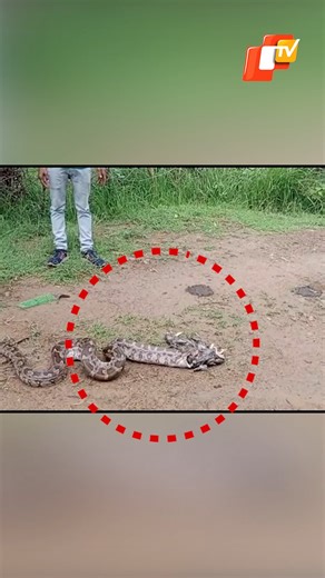 Huge Python Swallows 10 Ducks In Odisha's Dhenkanal #phython #otvnews #odisha #dhenkanal | OTV News