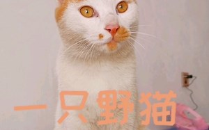 一只野猫