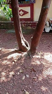 Strange fruit this chikoo tree grew | CatSanctuary Goa
