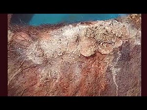 Rescued a stray dog in emaciated condition with maggots all over his skin