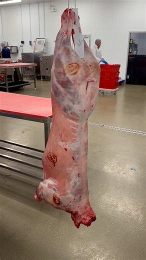 36K views · 355 reactions | Step by step - Full Spring Lamb Breakdown!  We had some top quality and locally sourced Spring Lamb enter our factory last week  Let us show you the step by step process of how we break then down! #cheflife #butcher #meat #knifeskills #viralvideo #lamb #meatlover #trending #fyp | Country Valley Foods | Facebook