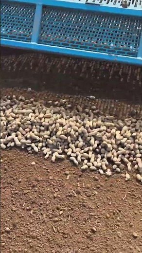 Peanut Sorting Machine in Operation