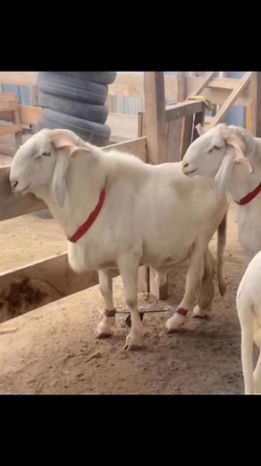 1.6K reactions · 33 shares | Dry Floors, Healthy Feet 禮 Wet bedding causes hoof problems and skin infections. Always keep pens dry, soft, and clean. How often do you change bedding materials in your pens?  The animal used for this particular video belongs to Tidiane Camara— tagged accordingly. #fblifestyle | Aat Integrated Farm | Facebook