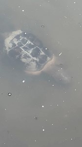 ☺Relax and watch this adult snapping turtle search for food in our basin. One of our staff spotted the snapper as it was swimming around this summer during a drizzly afternoon. What have you spotted during a museum visit? #LoveCMM #calvertmarinemuseum #Nature #snappingturtle #EstuarineBiology | Calvert Marine Museum