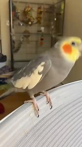 Another beatboxing bird, pretending to have a cough! #beauty #nature #highlights #fbreels #fbtiktok #greatday #happy #Unique #fyp #fypシ゚ #fbpost #fypviralシ #birds #birdlovers #birdwatching #StarsEverywhere | Jandel Rita Obinque