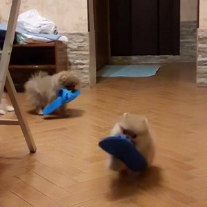 That little bounce 🥰 . . @malpom_pomeranian | Pomeranians