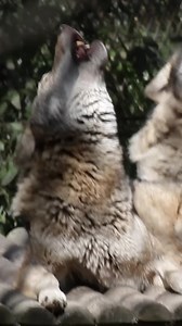 Sound on!🐺 Howling is an important part of wolf communication; calling pack members to a hunt, as an alarm, to locate pack members across large distances, and for pack bonding. Wildwood Wisdom🧐 The phases of the moon have no effect on wolf vocalisation, and despite popular belief, wolves do not howl at the Moon. Have you ever heard our wolves howl?! #wildwoodtrust #wildwoodtrustuk #britishwildlife #conservation #hernebay #canterbury #whitstable #kent #wolves #wolveshowling #howl #europeanwolf 