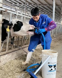 19M views · 39K reactions | Feeding the cow a dose of milk to keep her energized! | Lilyon | Facebook