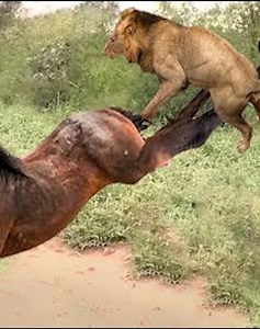 9.7K views · 91 reactions | 23 Moments Animals Bravely Protect Humans From Danger Caught on Camera vs | Earth Awesome | Facebook