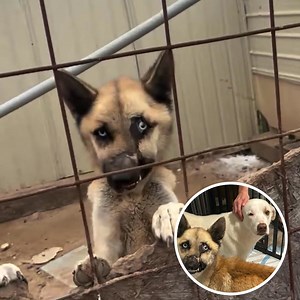 Help horrifically mistreated dogs Kira & Lucy, who were left to starve to death in a pen in their owner’s yard until one of them bravely escaped for help. Join our efforts to give Kira & Lucy a second chance: 🚨 A neighbor, alerted to the situation by Lucy, uncovered a horrific scene of three starving dogs left to brutalize each other in an outdoor pen, ignored by their owner 💔 Kira’s face had been mutilated, and the third dog, a Husky, was completely shut down–the owner threatening to shoot th