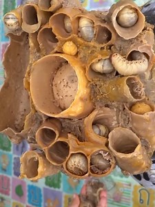 28K views · 196 reactions | So Satisfying Video Scratching Big Worm In Hair Scalp #DandruffScratching #ItchyDryScalp #HugeFlakes #Dandruff #dandrufftreatment #satisfying #dandruffremoval Disclaimer: Videos do not show original Dandruff,they are used for education purpose. Thank You,, | Ashik 09 | Facebook