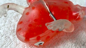 40K views · 231 reactions | Emergency Surgery for Orbeez Frog! ✂️ #123go | 123 GO Shorts | Facebook