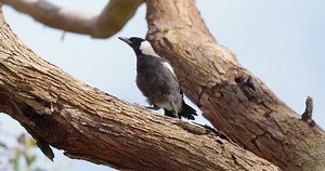 Jeune tarte volant de sa branche. : vidéo de stock (100 % libre de droit) 1081904522 | Shutterstock