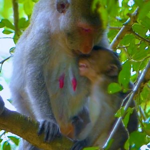 3.4K views · 198 reactions | Oh no.. What happen with Jane? Why she warning baby monkey Jazzy so hard like this? Poor Jazzy hungry milk crying loudest | Jane Family | Facebook