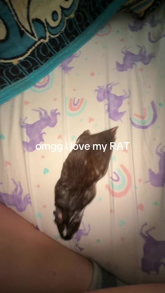 I love my Rat so much #viral #FYP #hantivirus #hamster#rat | hantavirus