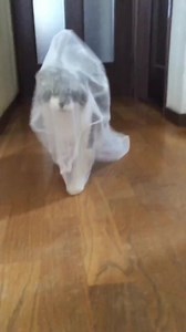 Here comes the bride. 🤭 #catbride #CatLove | CatLove