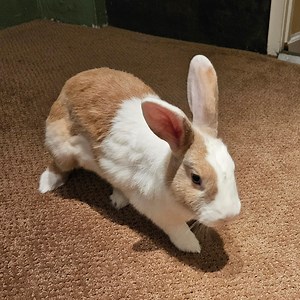 Adopt Phil on Petfinder