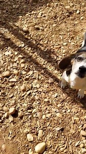 Humane Society of Forsyth County, GA on Reels