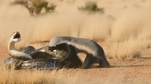Honey Banger vs Python | WildEarth Cam2