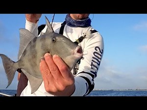Triggerfish Grocery Meat Fishing Challenge - ft. 1Rod1ReelFishing