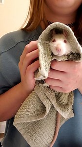 18 reactions | Mochi got a head message and was very happy 殺 | Blondepizza | Facebook